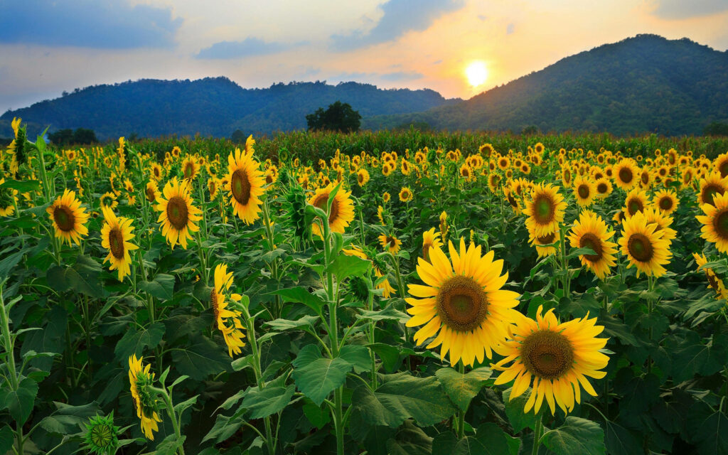 Glorious Sunflower Paradise: Majestic Sunset Over Mountainous Backdrop Wallpaper