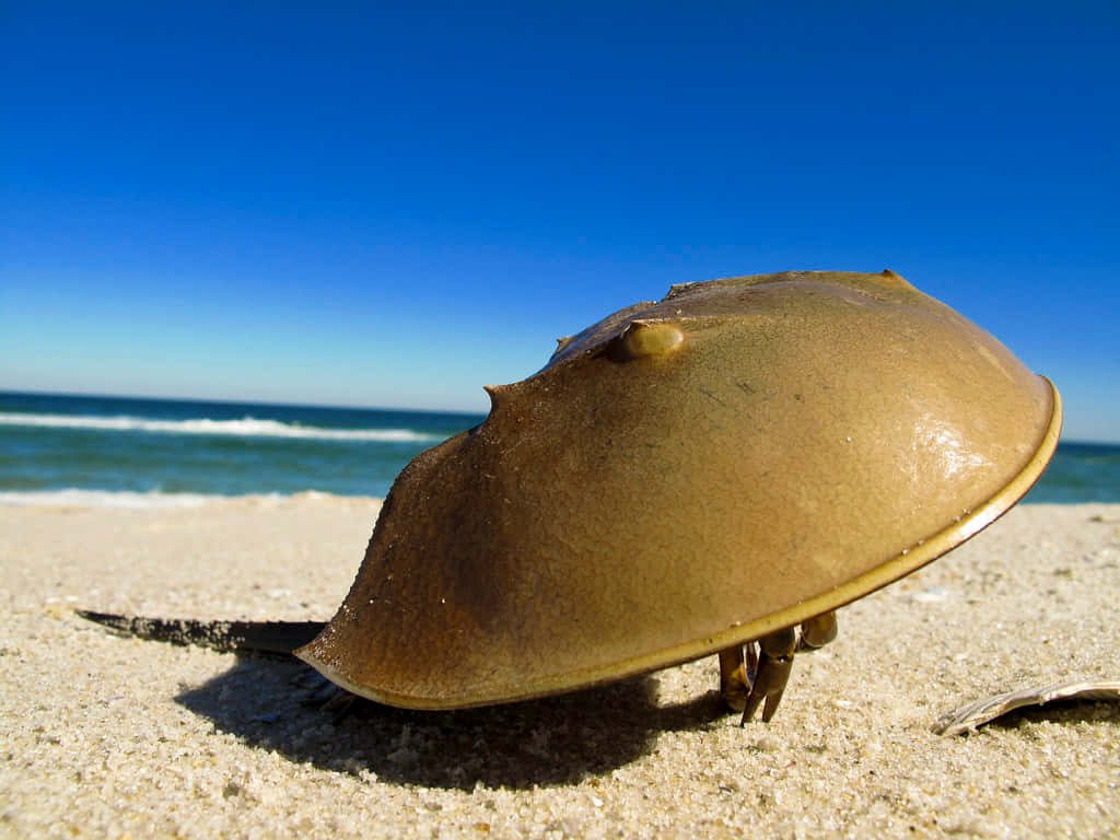 Horseshoe crab shell on sunlit sandy beach with blue ocean sky natural marine life wallpaper