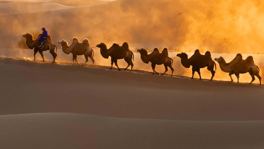 Bactrian camel caravan trekking golden hour desert dunes cinematic silhouette wallpaper