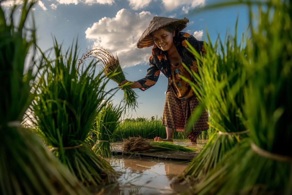 Elderly farmer in conical hat working in flooded rice paddy at golden hour rural agriculture wallpaper