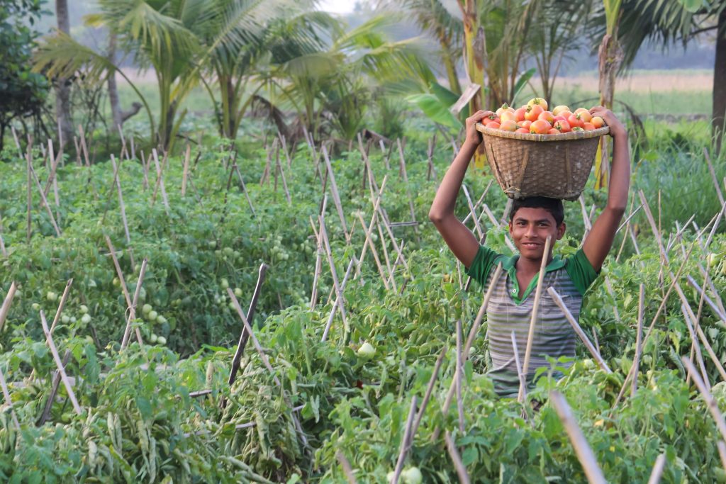 Young farmer smiling with fresh tomatoes basket on head in lush rural tomato field at golden hour Wallpaper