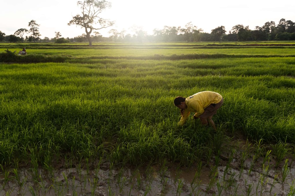 Farmer planting young rice in muddy paddy field during golden hour sunset with lush greenery Wallpaper