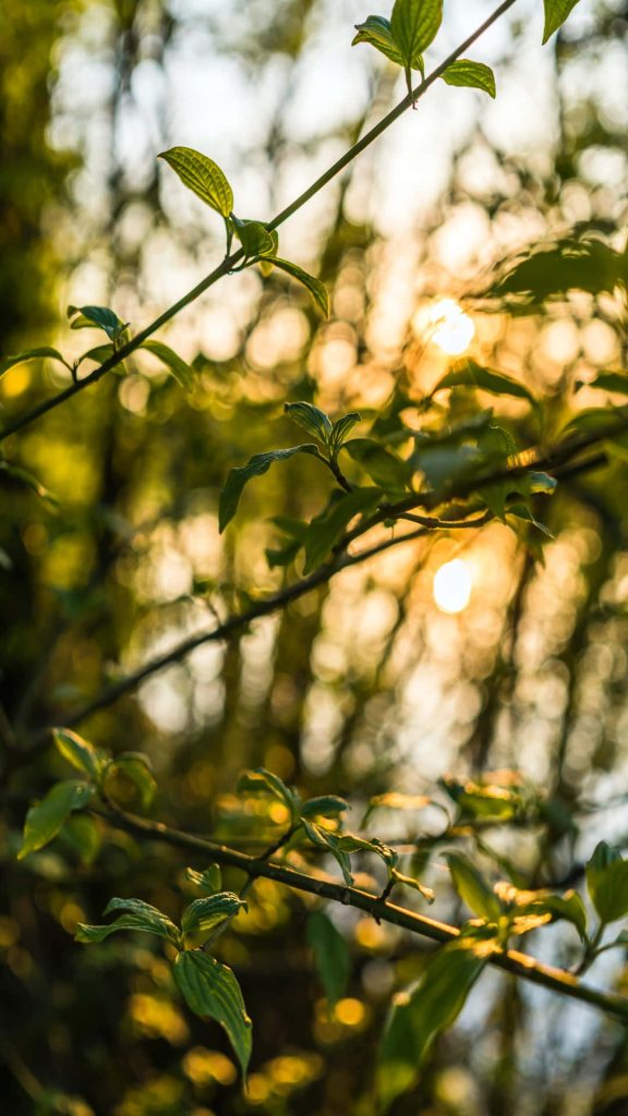 Close-up of fresh green leaves glowing in golden hour sunlight with soft bokeh background wallpaper