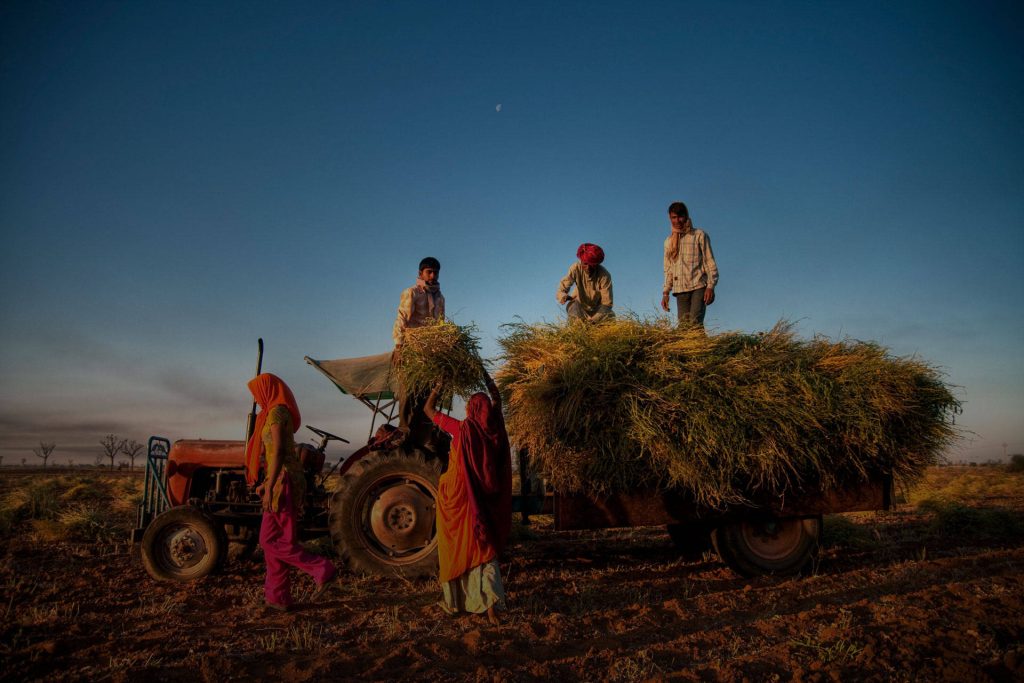 Indian farmers riding tractor with harvested crops at golden hour rural tradition wallpaper background