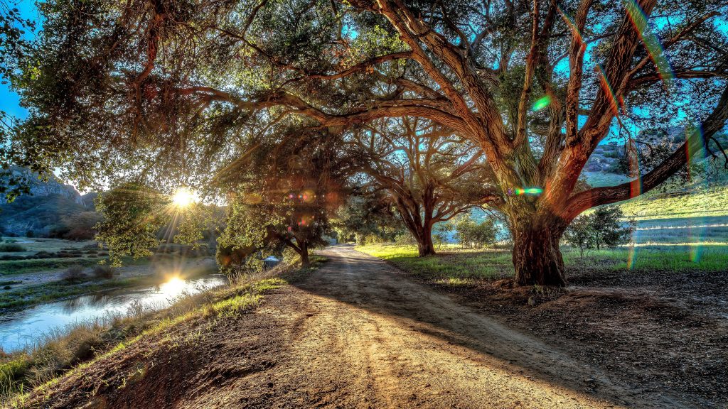 Sunlit oak trees and a winding dirt path beside a tranquil stream in golden hour light Wallpaper