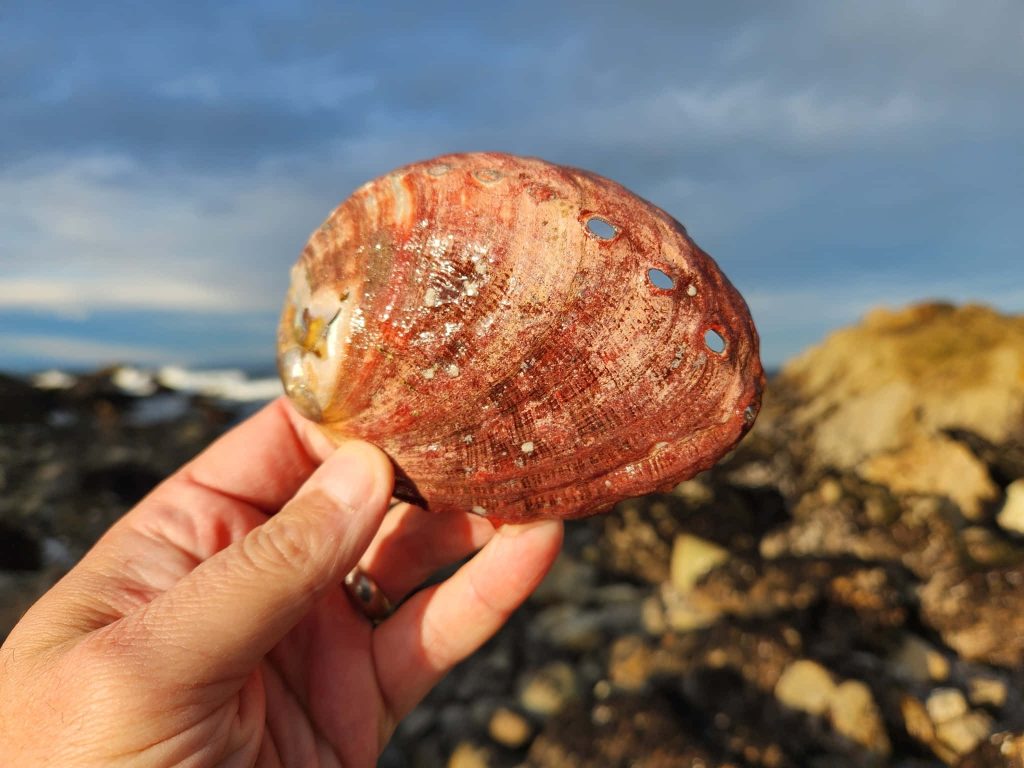 Hand holding textured red abalone shell with rocky coast and golden hour light background Wallpaper