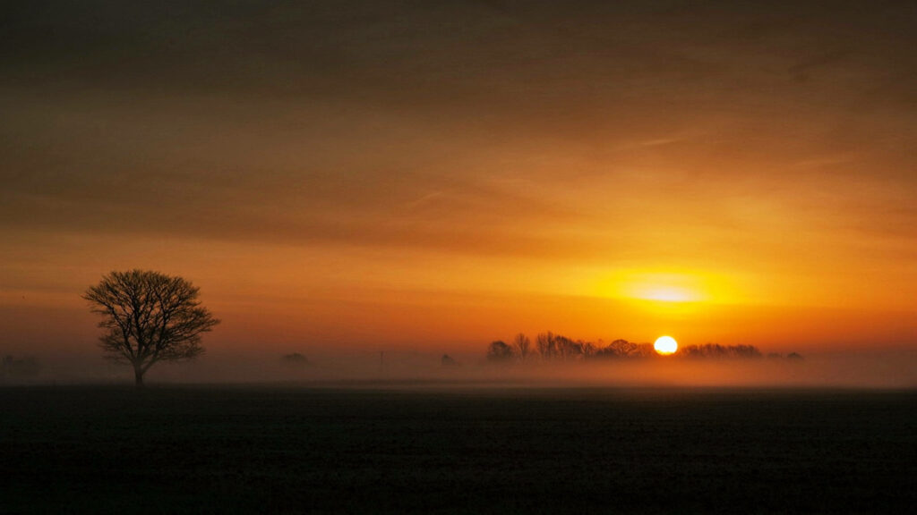 Awe-Inspiring Sunset Serenade: Majestic Tree Silhouette in a Vast Field - Mesmerizing 4k Computer Background Wallpaper