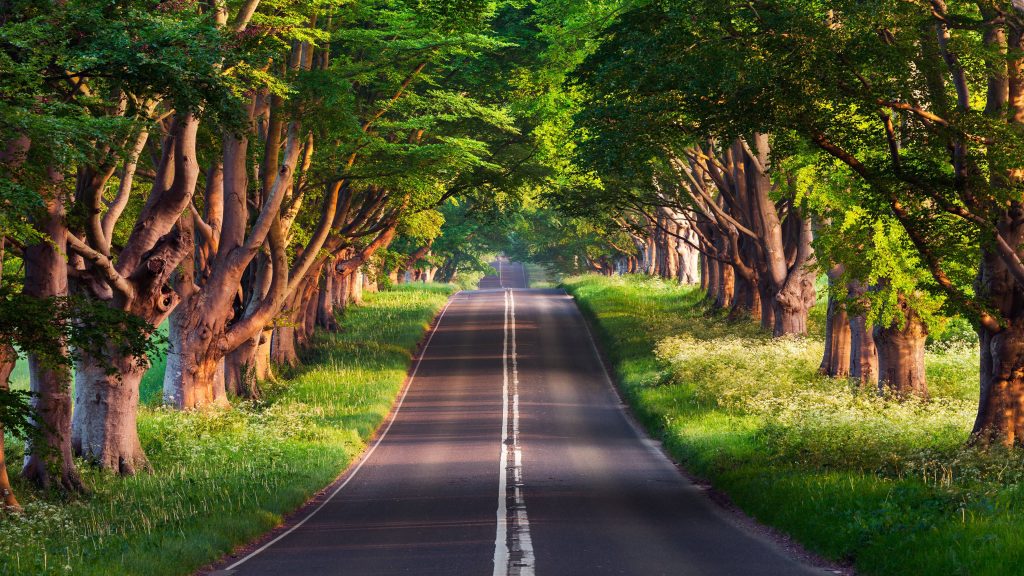 Scenic tree-lined road in golden hour sunlight with vibrant greenery and wildflowers landscape Wallpaper