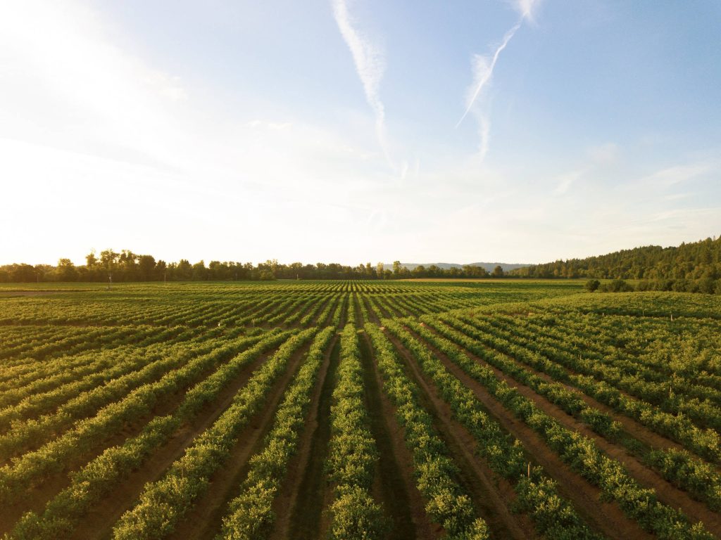 Golden hour vineyard landscape with lush green rows and woodland under bright blue sky wallpaper