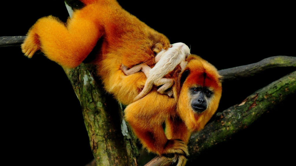 Golden Howler Monkey with Infant: Captivating Wallpaper Background