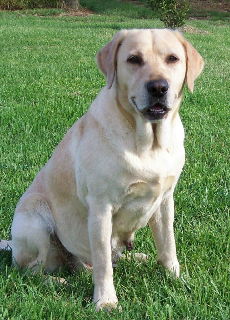 Golden Labrador Wallpaper: Tranquil Nature Background in Green Field