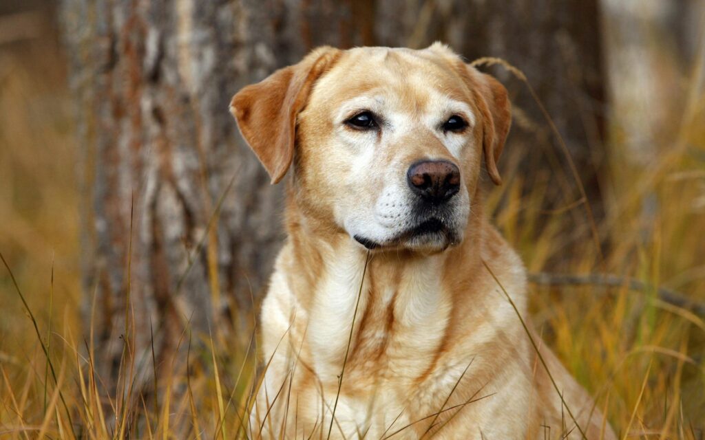 Gentle Labrador Retriever in Tall Grass - Nature Background Wallpaper