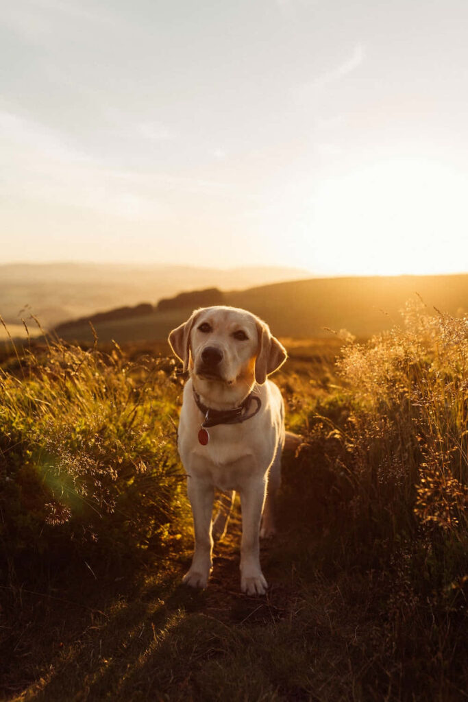 Golden Labrador in Sunlit Field: Heartwarming Wallpaper Background