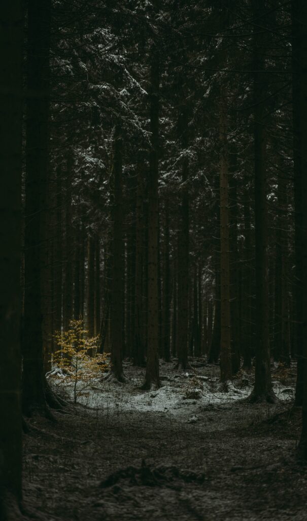 Dark winter conifer forest with snow and a single golden-leaved sapling in moody light Wallpaper