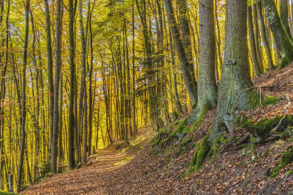 Serene forest park with tall trees and golden light over a leaf covered winding trail wallpaper