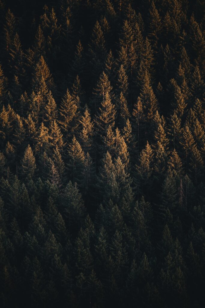 Top view of dense evergreen forest with golden light highlighting rich green hues and shadows Wallpaper