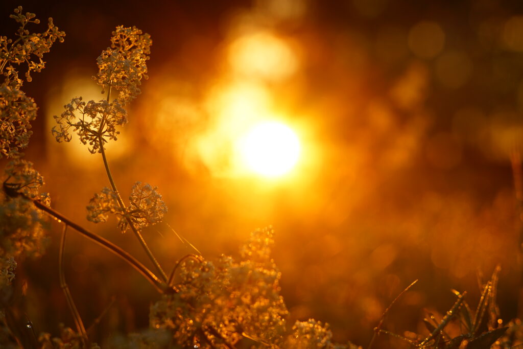 Golden Light Plant Inflorescences Wallpaper Background