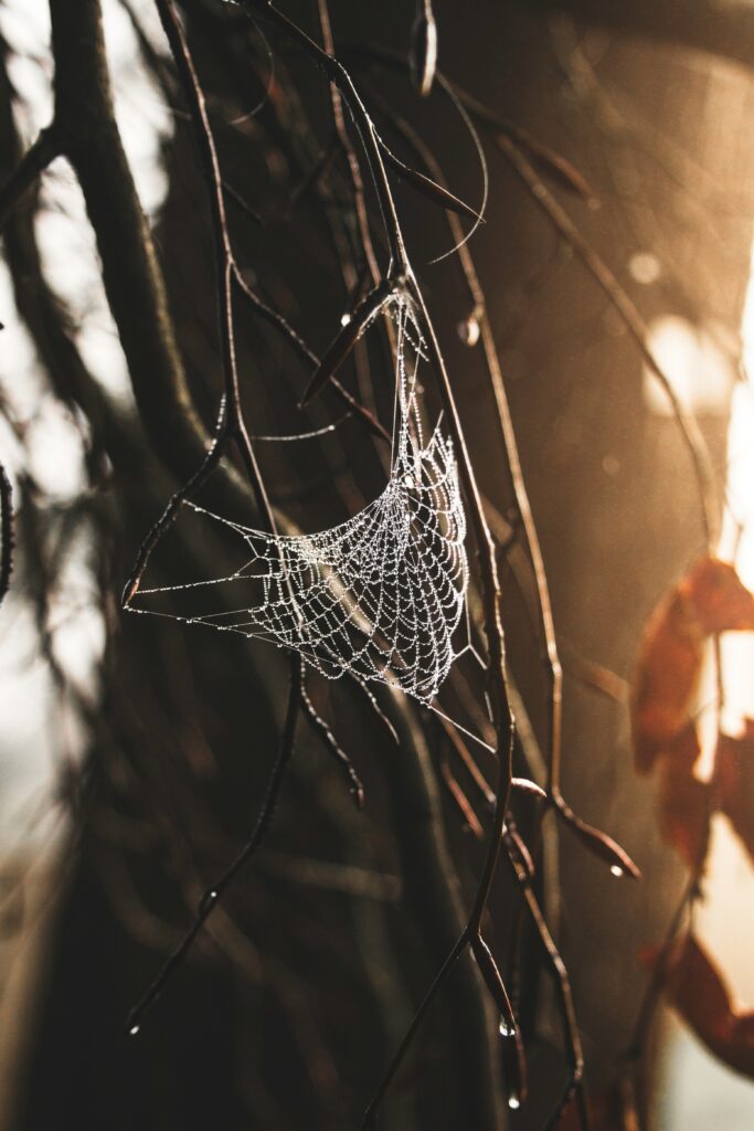 Elegant Spider Web with Glistening Drops - Golden Light Wallpaper