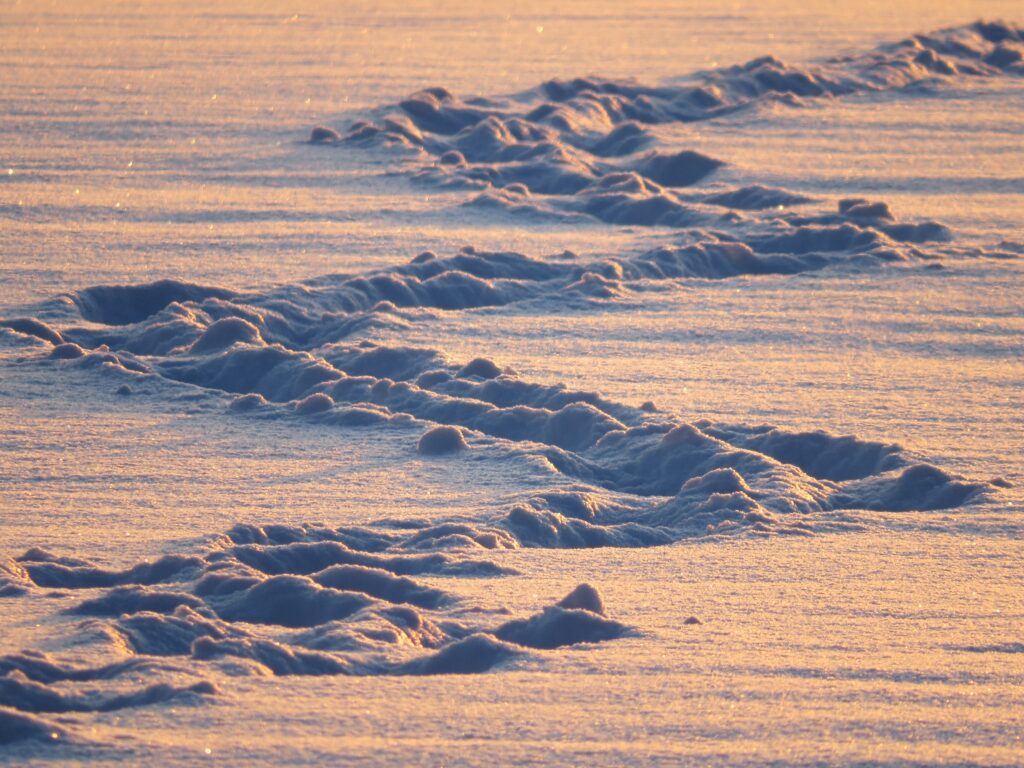 Golden sunlight on textured snow with winding tracks in a serene winter landscape wallpaper background