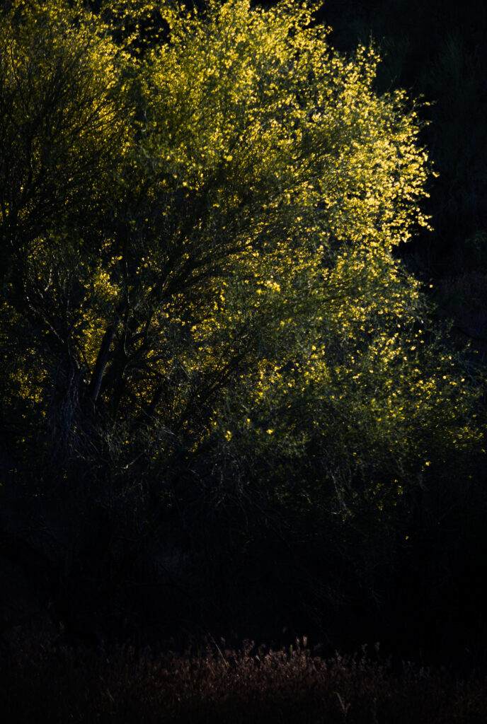Dramatic tree with golden light and dense leaves on dark shadowy background wallpaper design