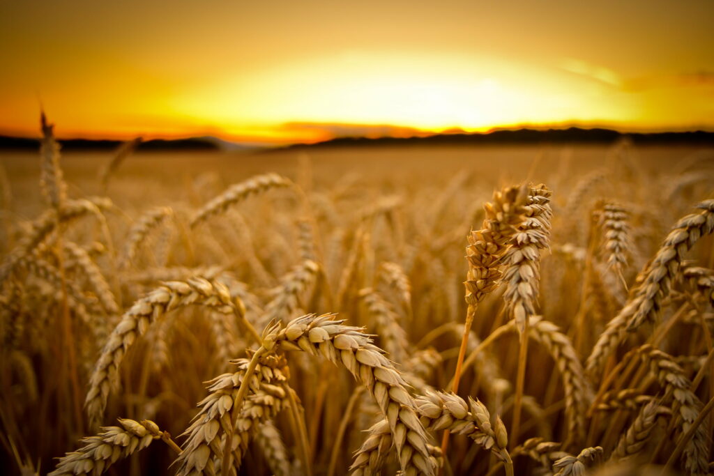 Sunset dreamscape: A mesmerizing macro view of expansive wheat fields painted in golden hues, offering an immersive QHD wallpaper background