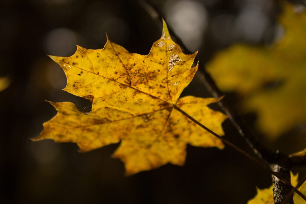 Close-up of golden maple leaf in soft autumn light with rich yellow and brown hues background blur Wallpaper