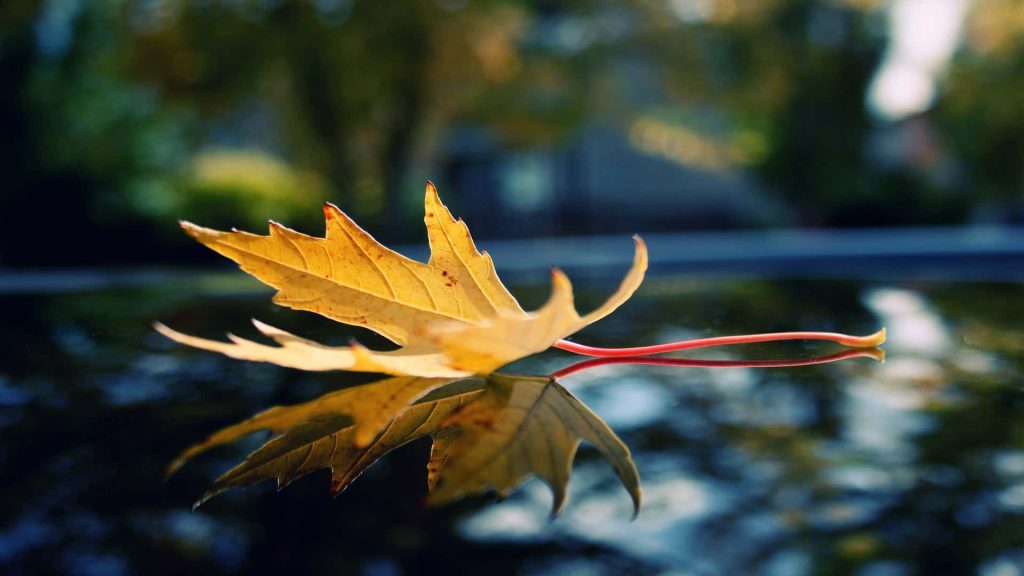 Golden maple leaf on dark reflective surface with blurred autumn background peaceful wallpaper