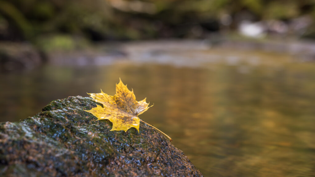 Golden Maple Leaf on Mossy Stone - Serene Nature Wallpaper