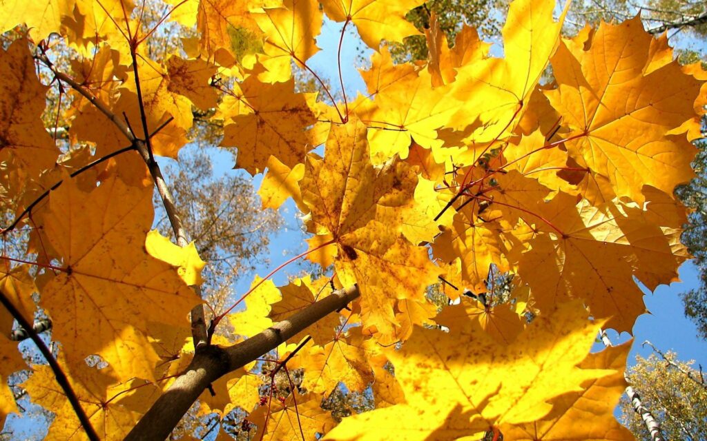 Golden maple leaves on delicate branches against a clear blue sky autumn wallpaper background