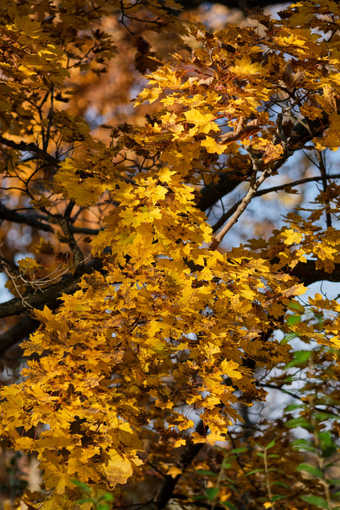 Vibrant autumn wallpaper with golden maple leaves and sunlight highlighting warm fall tones