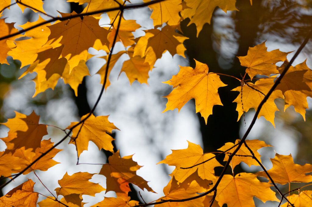 Golden maple leaves on slender branches with warm autumn tones and soft blurred background Wallpaper