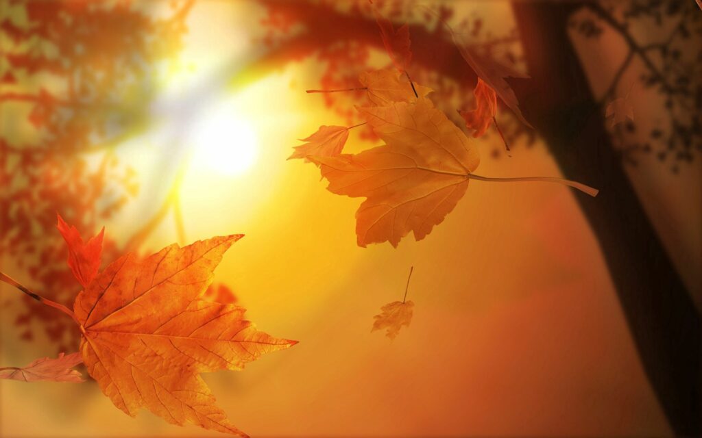Golden maple leaves drifting in autumn sunlight with blurred branches autumn landscape wallpaper