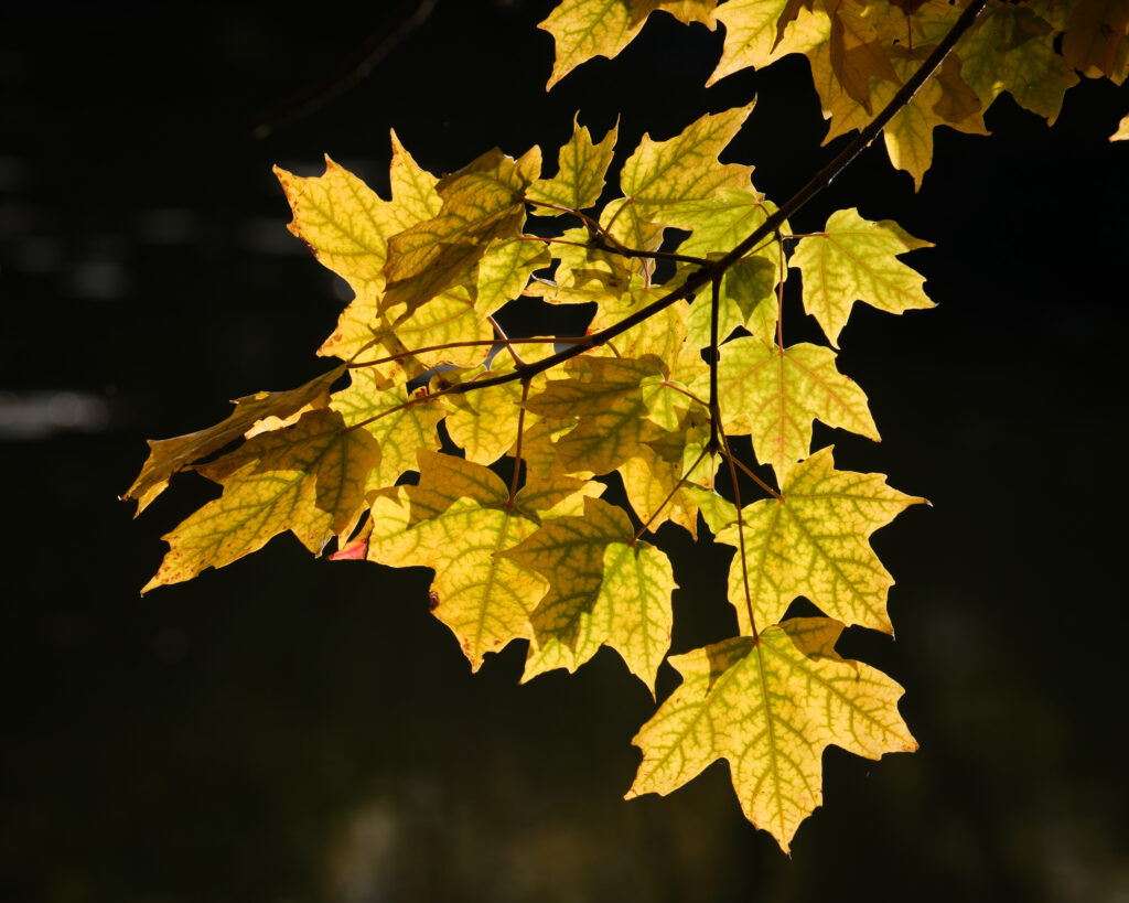 Golden maple leaves glowing in warm autumn sunlight with detailed veins on dark background Wallpaper