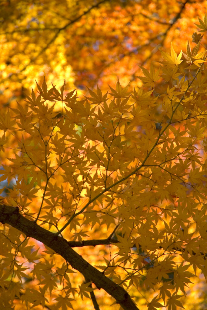 Vibrant autumn wallpaper with glowing golden yellow maple leaves and warm sunlight background