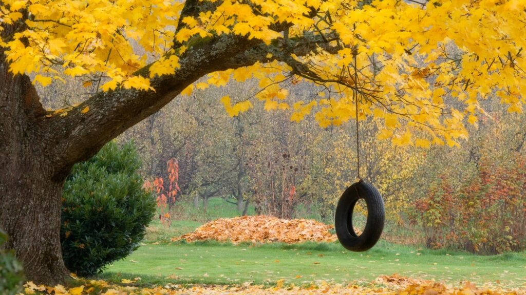 Classic tire swing hanging from sturdy maple tree with golden leaves on autumn day wallpaper