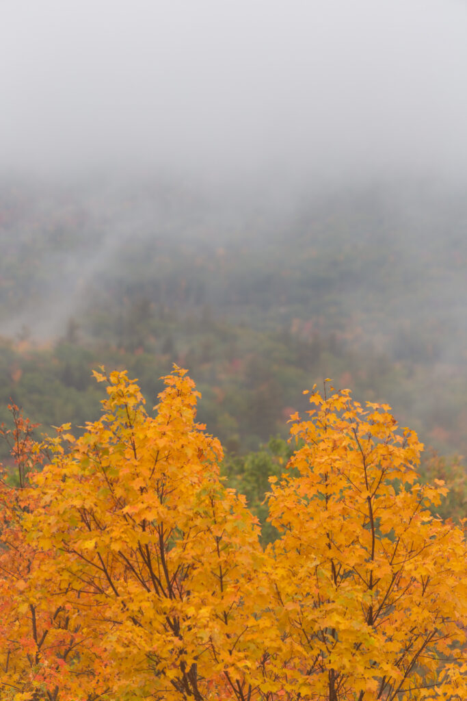 Golden maple trees with vibrant autumn leaves in misty forest creating serene fall wallpaper