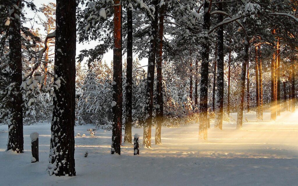 Golden morning sunlight through tall pine trees in a snowy winter forest landscape wallpaper