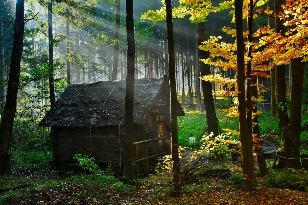 Golden morning sunlight shines through forest trees on rustic wooden lodge with autumn leaves Wallpaper
