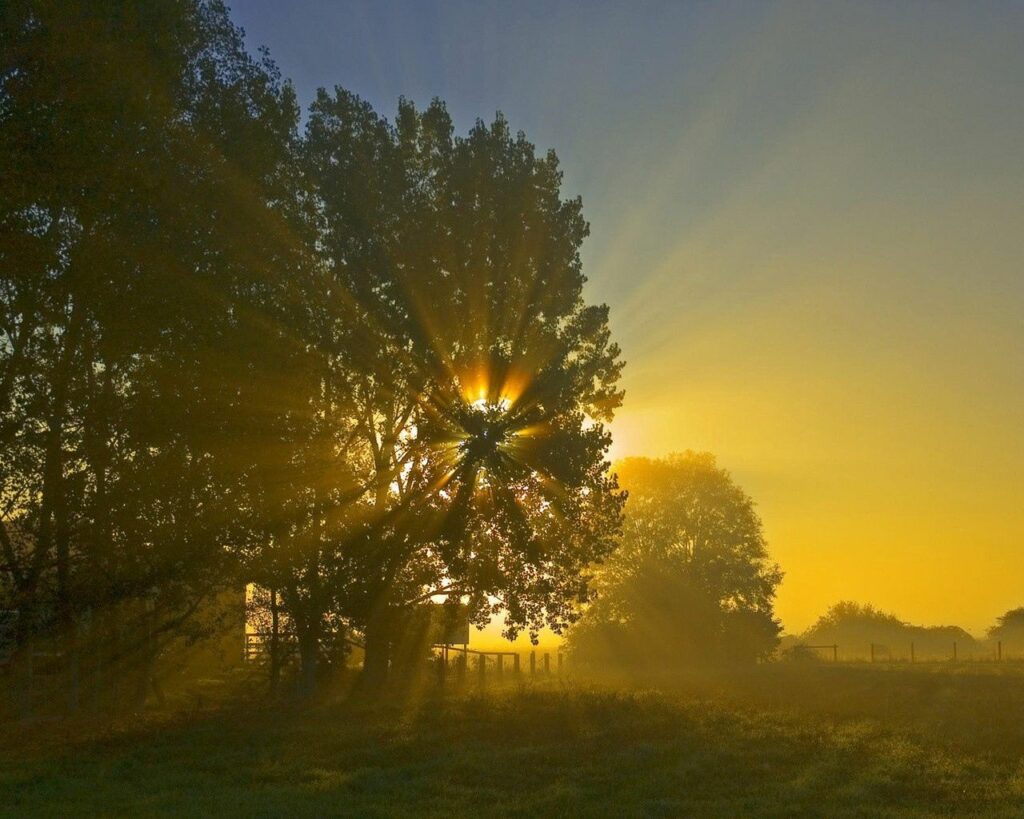 Golden morning sunlight streaming through crone tree branches in serene open field at dawn Wallpaper