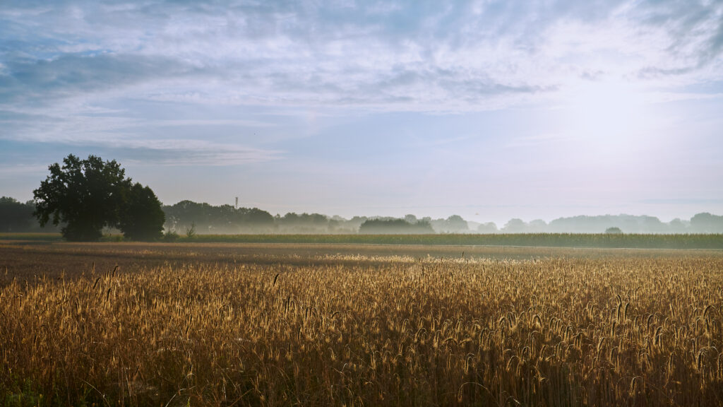 Golden morning light over peaceful wheat field with lone tree and cloudy sky wallpaper background