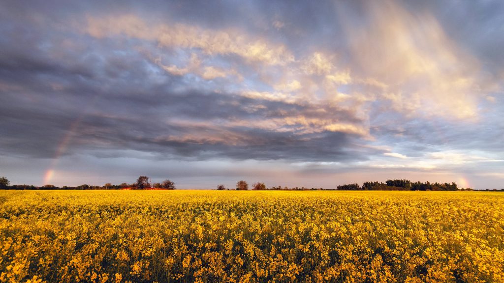 Golden rapeseed field under moody sky with ethereal rainbow 4K wallpaper background