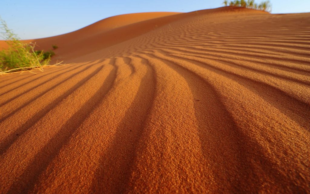 Low-angle view of golden-red sand dunes with ripples and sparse green shrubs in sunlight Wallpaper
