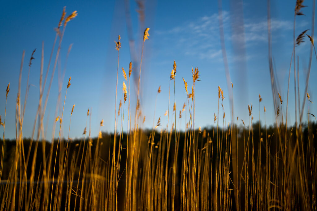 Golden reeds and ears of grass sway gently under clear blue sky in warm sunlight wallpaper background