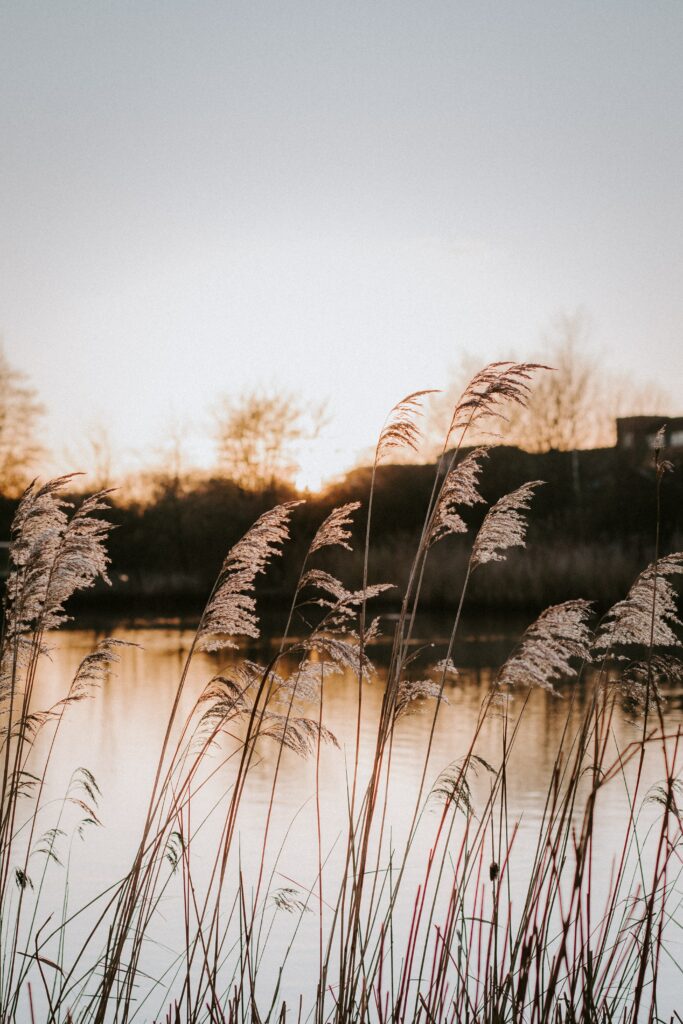 Golden reeds sway by calm lake coast at sunset with warm hues peaceful lakeside wallpaper