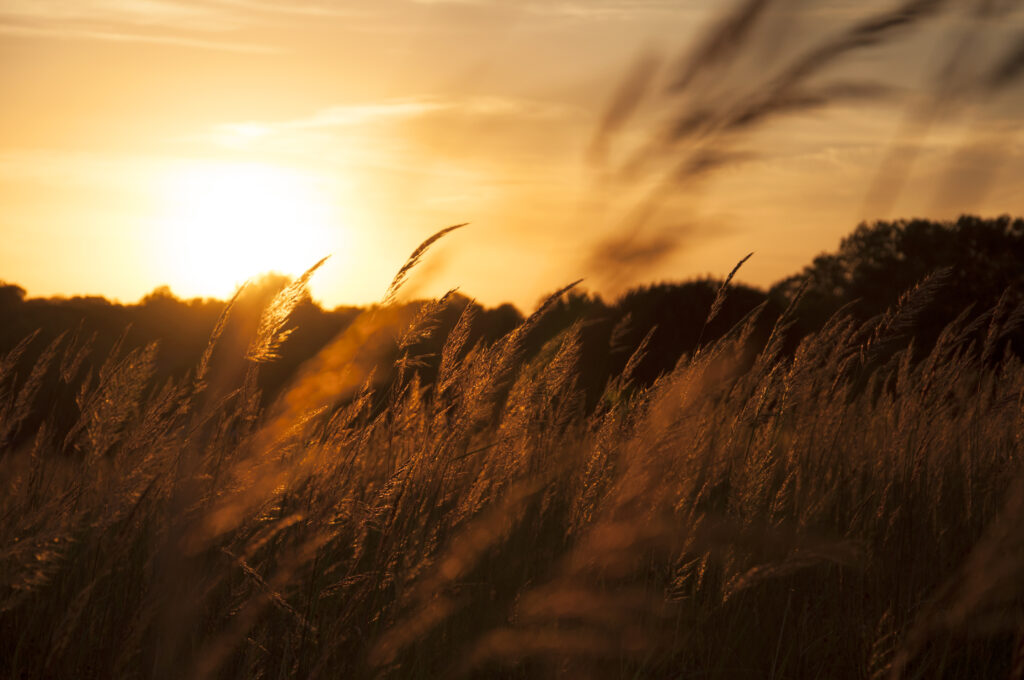 Golden reeds swaying in a sunlit field at sunset with warm orange and peaceful natural landscape Wallpaper