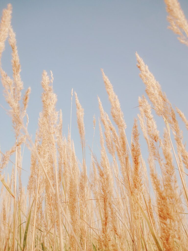 Tall dry reeds and brown herbs against clear blue sky serene late summer autumn wallpaper background
