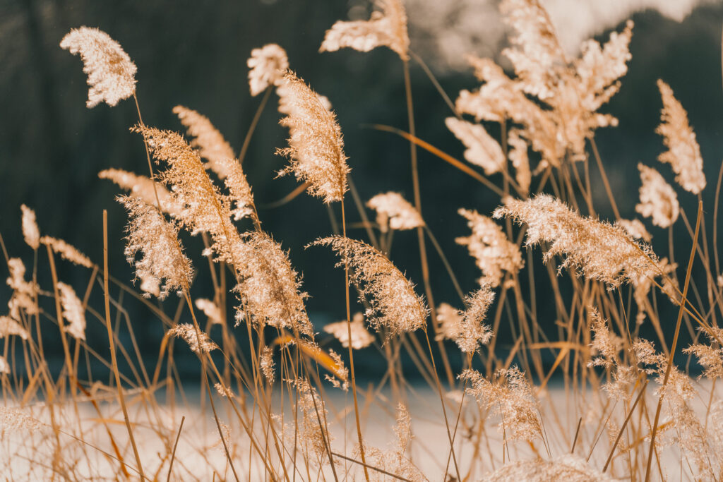 Golden reeds and tall grasses sway gently in sunlight with warm earthy tones natural background Wallpaper