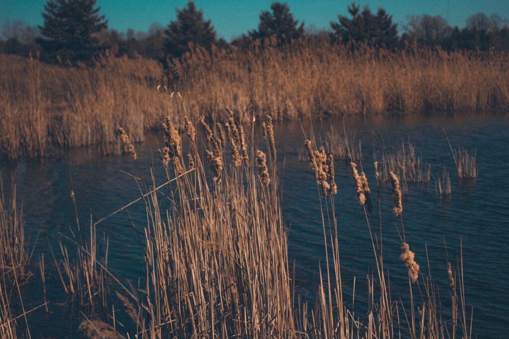 Tall golden reeds by calm blue swamp water with distant trees under clear sky wallpaper background