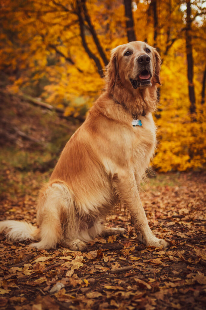 Golden Retriever in Autumn Foliage - Serene Wallpaper Background