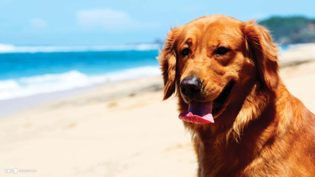 Sunny Beach Wallpaper: Charming Golden Retriever in Serene Scene